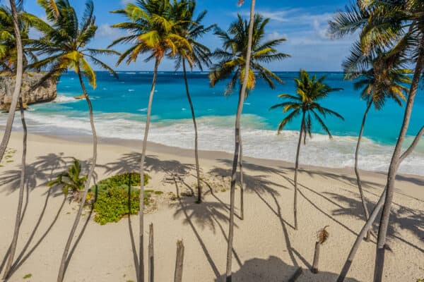 bottom bay beach and palm trees