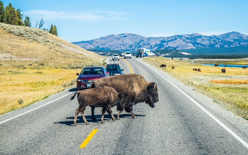 bison crossing road in yellowstone