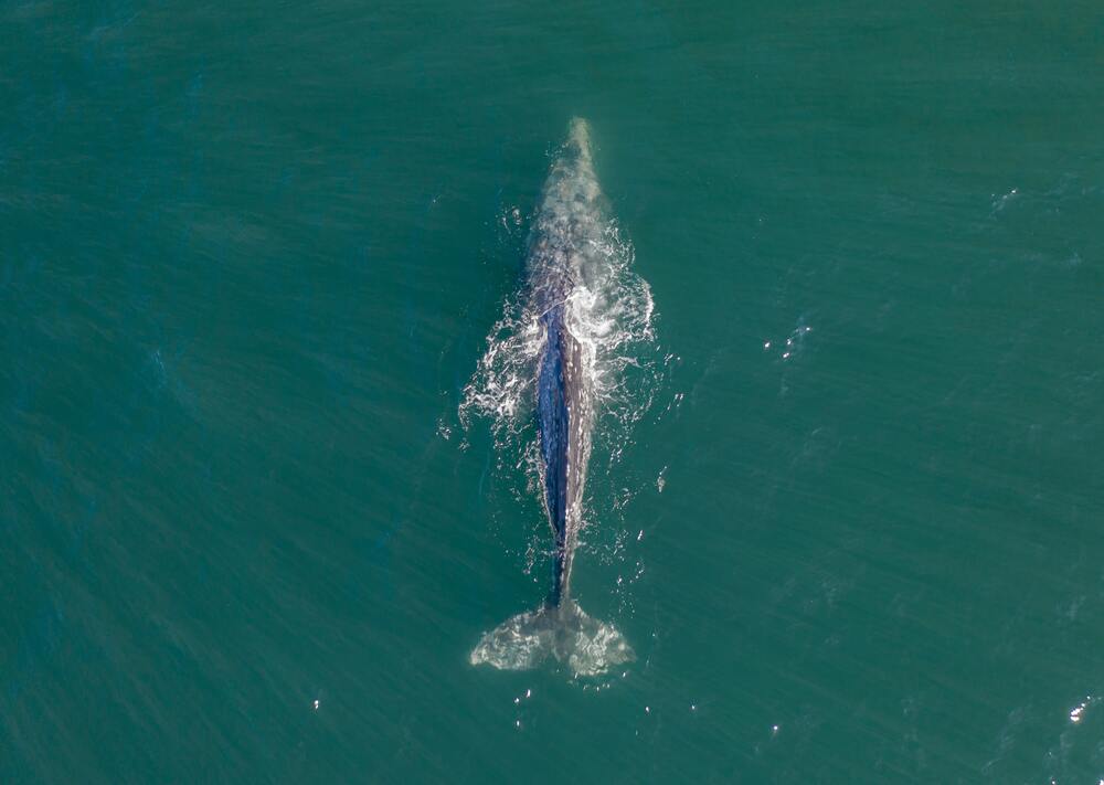 whale swimming in ocean