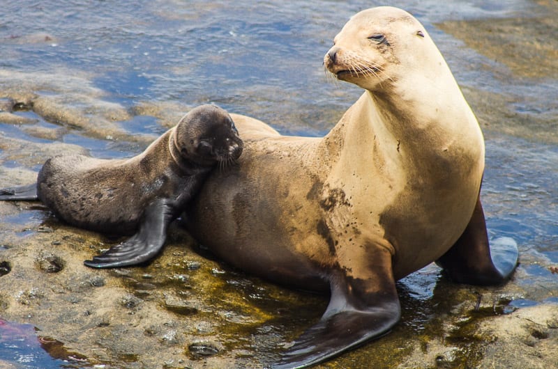 mother and baby Seals at La Jolla Cove, 