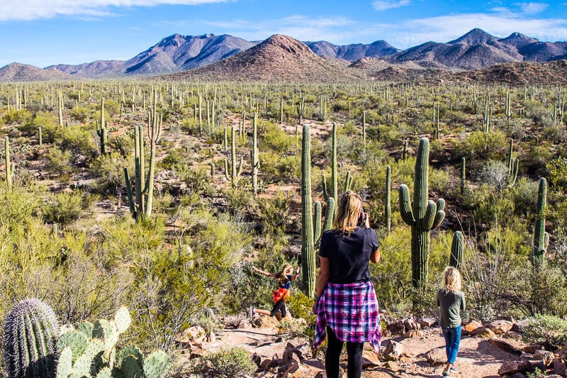 caz taking photos of cactus in Saguaro National Park,