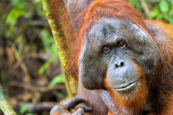 Orangutan in tree